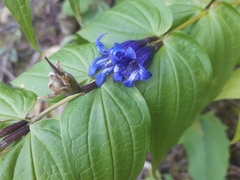 Gentiana asclepiadea