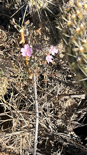 Small Wirelettuce