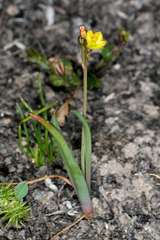 Bulbine semibarbata