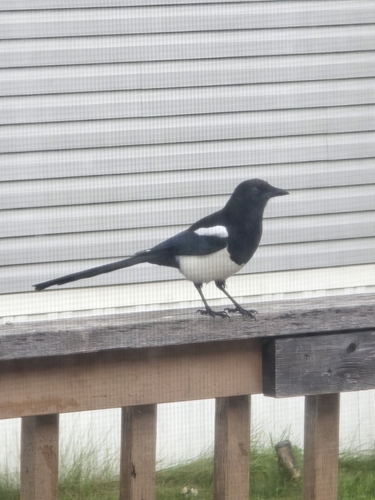Black-billed Magpie