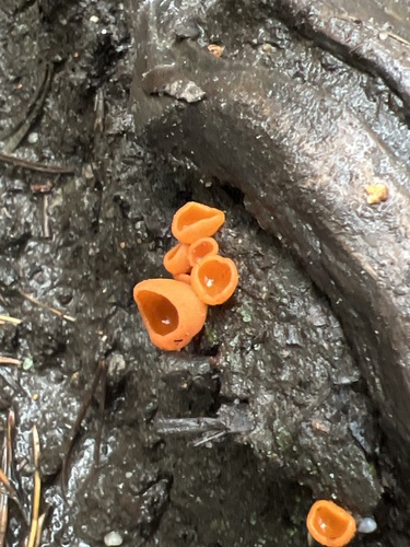 orange peel fungus