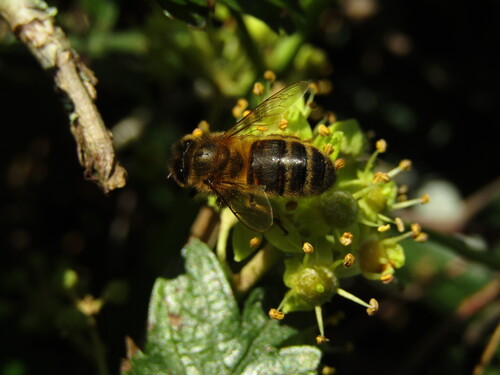 Western Honey Bee