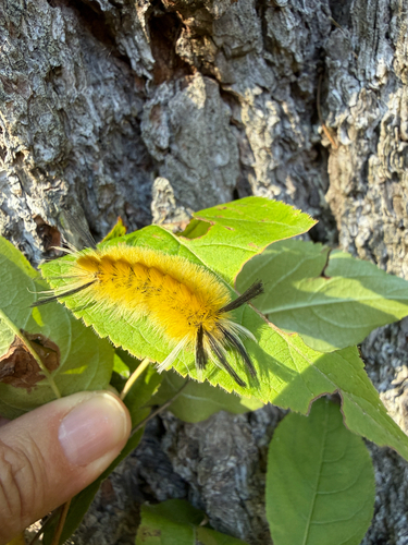Banded Tussock Moth
