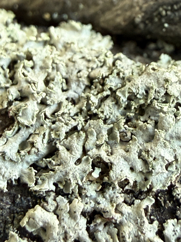rosette lichen