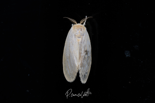 Banyan tussock moth