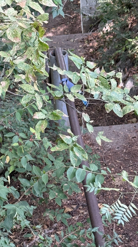 Blue Jay