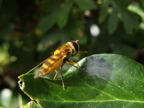 Common Flower Fly