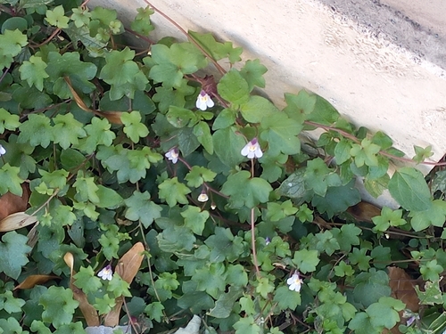 Ivy-leaved toadflax