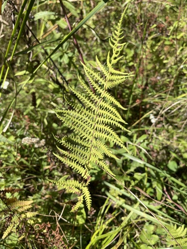 marsh fern