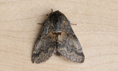 Gluphisia severa