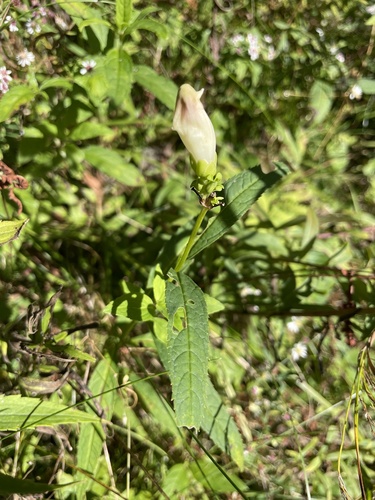 white turtlehead