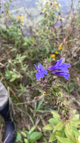 great blue lobelia