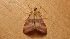 Pyrausta sanguinalis