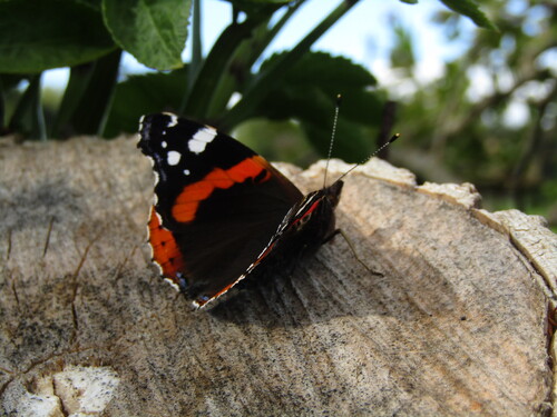 Red Admiral