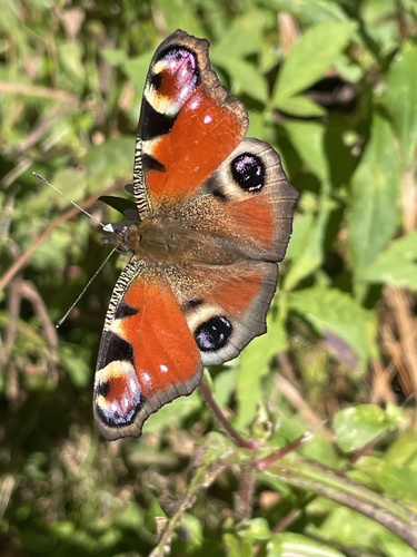 European Peacock Butterfly