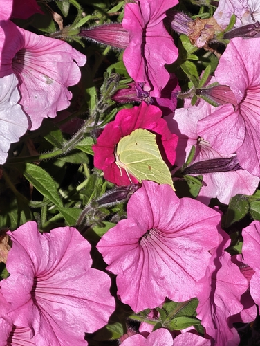 Common Brimstone