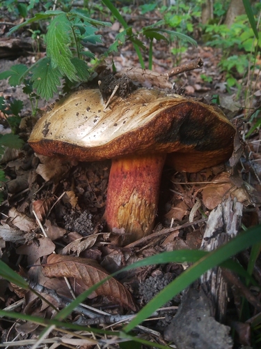 Lurid Bolete