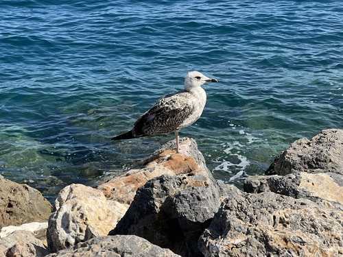 Yellow-legged Gull