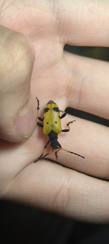 Brachyta bifasciata