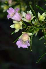 Eremophila sturtii