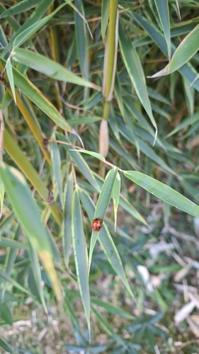Seven-spotted Lady Beetle