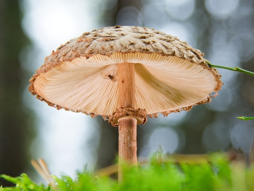 Olive Shaggy Parasol