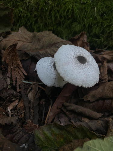 Skullcap Dapperling