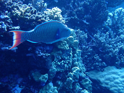Cetoscarus bicolor observed 2026-09-23