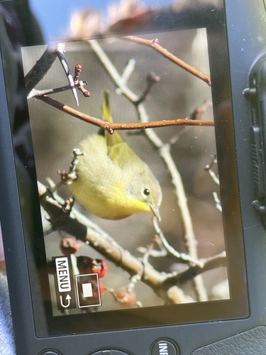 Common Yellowthroat