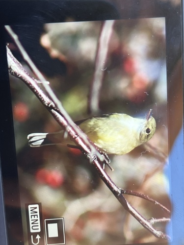 Yellow-bellied Flycatcher