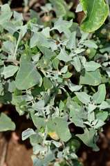 Chenopodium parabolicum