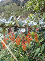 Berberis pichinchensis