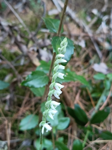 Autumn Ladies' Tresses