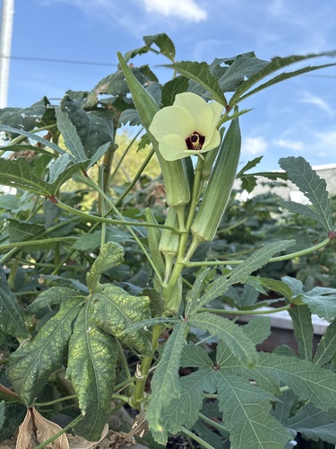 Abelmoschus esculentus observed 2026-09-23