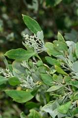 Chenopodium parabolicum