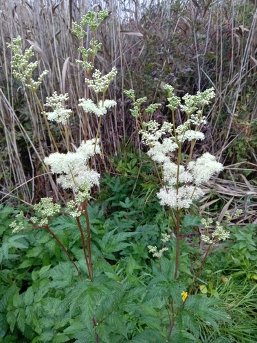 Meadowsweet