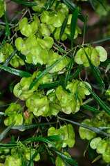 Dodonaea viscosa angustissima