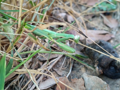 European Mantis