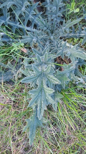 Glandular Globe-thistle