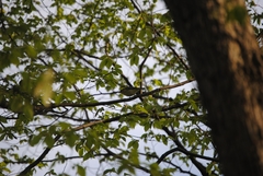 Vireo gilvus