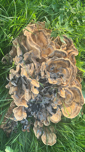 Giant Polypore