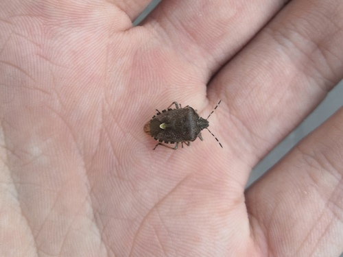 Sloe Bug
