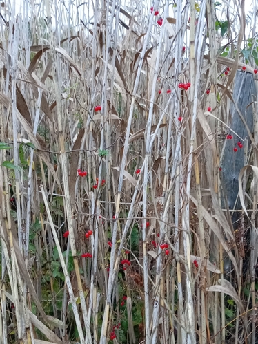 bittersweet nightshade