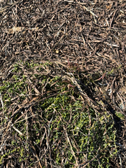 Suaeda maritima, photograph (c) maureen_c-m, some rights reserved (CC BY)