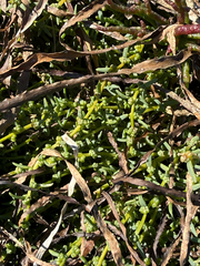 Suaeda maritima