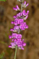 Cullen australasicum