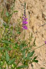 Cullen australasicum