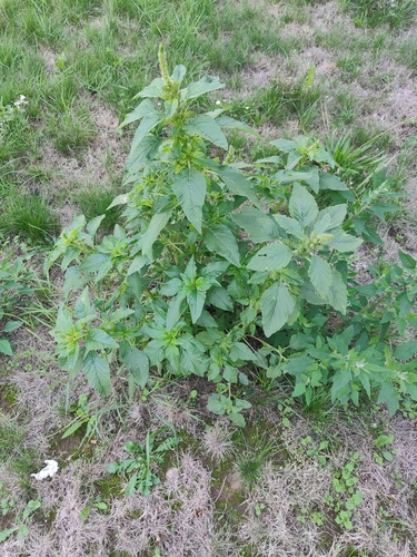 Redroot Amaranth