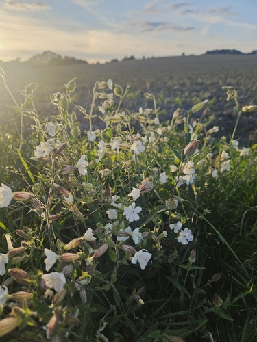 white campion