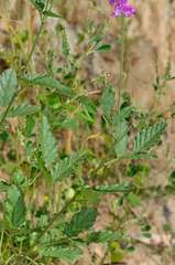 Cullen australasicum